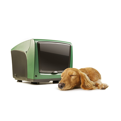 esybox mini hond